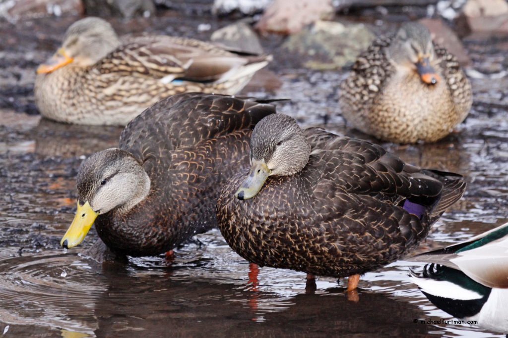 Black Duck Pairs